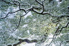 新熊野神社　御神木4