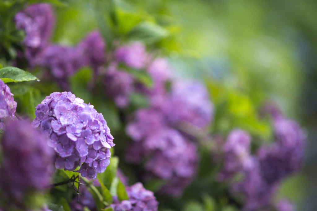 善峯寺の紫陽花7