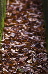 そろそろ秋も終わり…