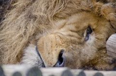 眠いよー　なライオン♂さん