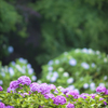 善峯寺の紫陽花5