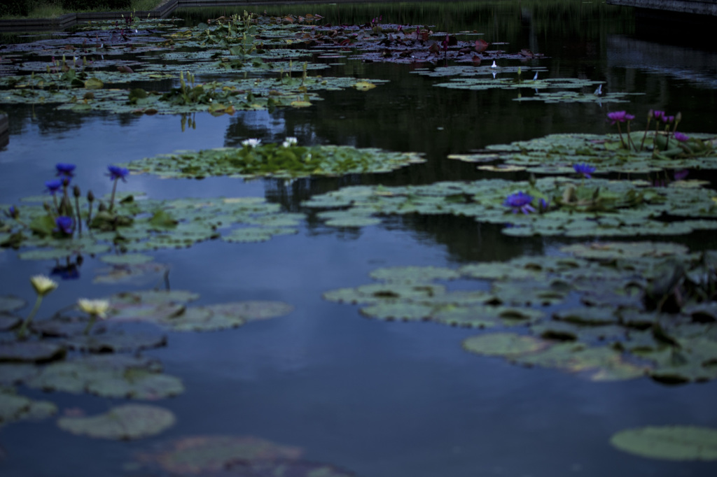 植物園にて　蓮池