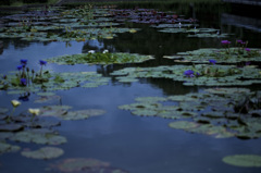 植物園にて　蓮池