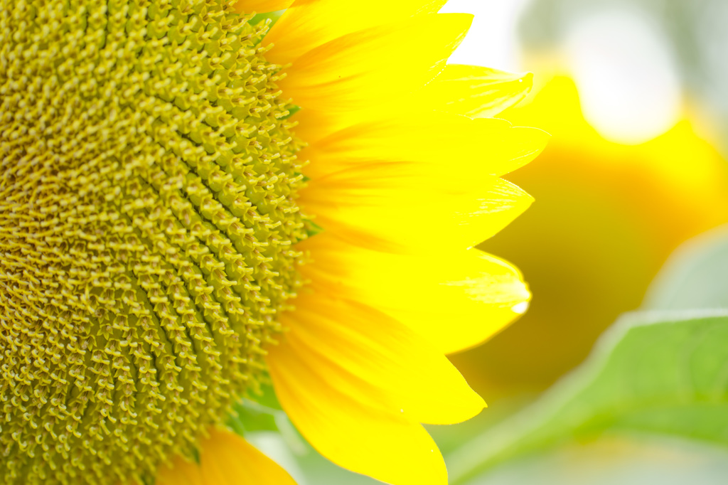 植物園にて　ひまわり