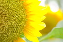 植物園にて　ひまわり