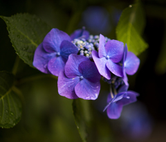 善峯寺の紫陽花2