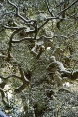 新熊野神社　御神木3