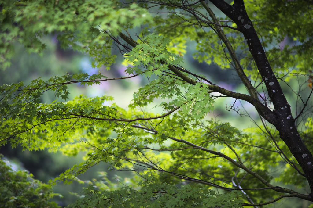 雨に濡れた青紅葉7