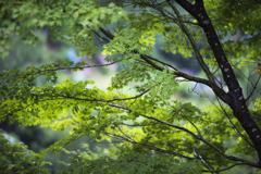 雨に濡れた青紅葉7