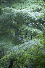 雨に濡れた青紅葉3