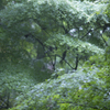雨に濡れた青紅葉3