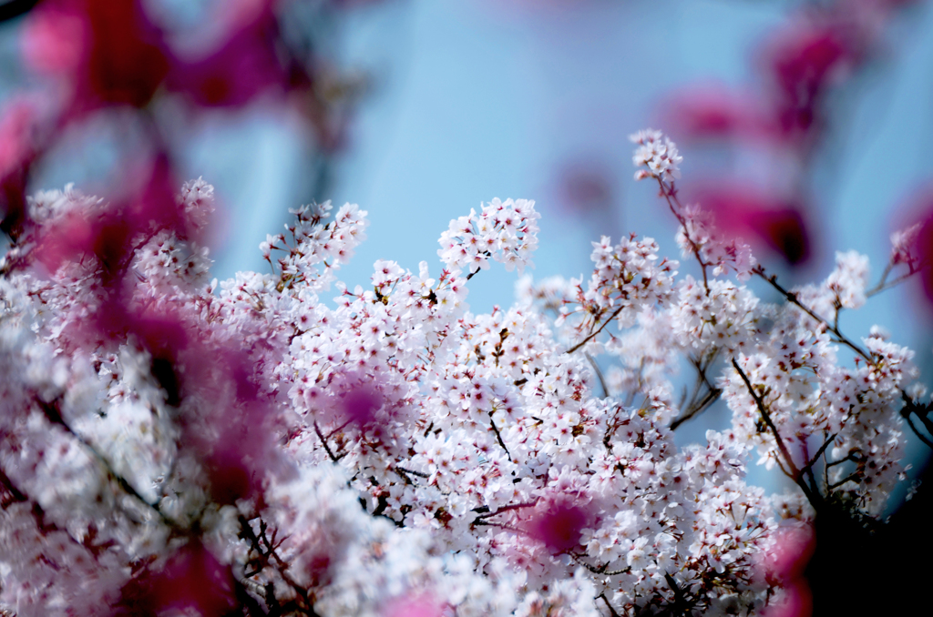 ・・・越しの桜 2