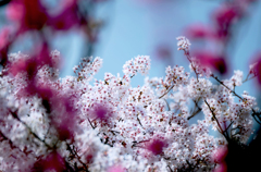 ・・・越しの桜 2