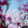 ・・・越しの桜 2