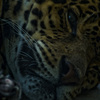 ジャガーさん　ふて寝中
