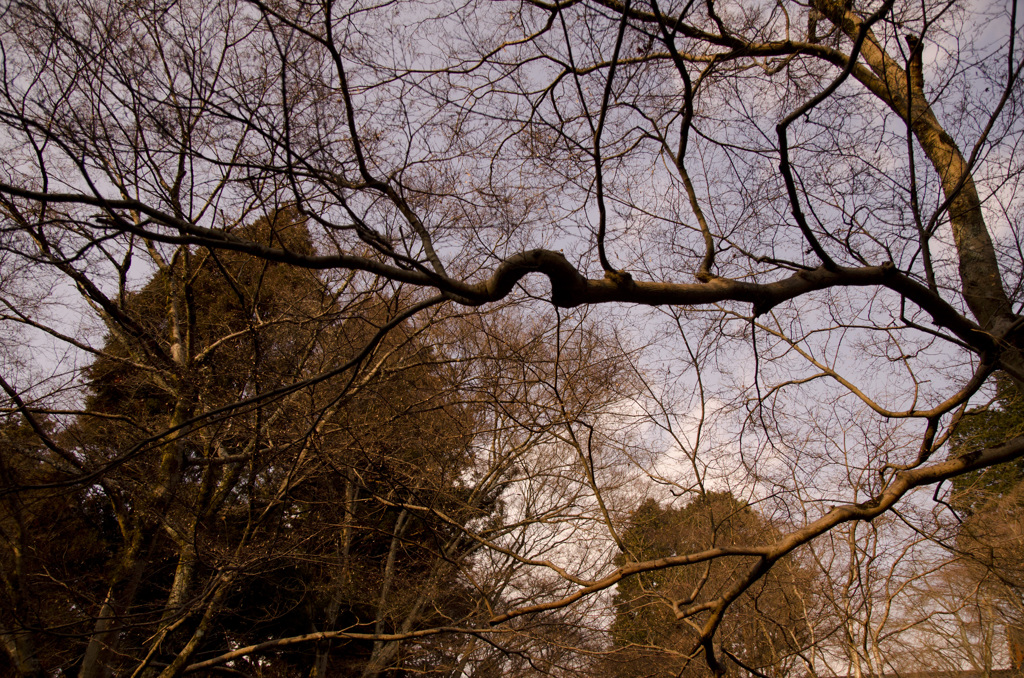 ボク、枝なんです！