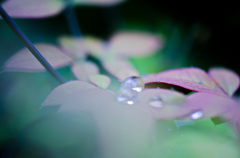 雨上がりの宝石　Ⅳ