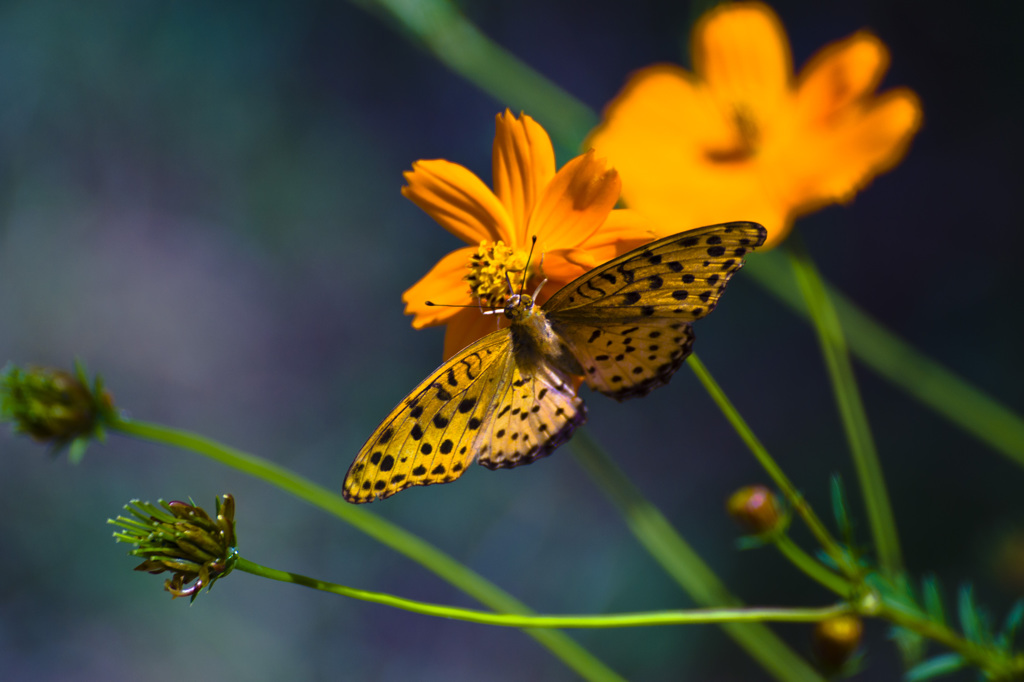 Taste Of Honey 1