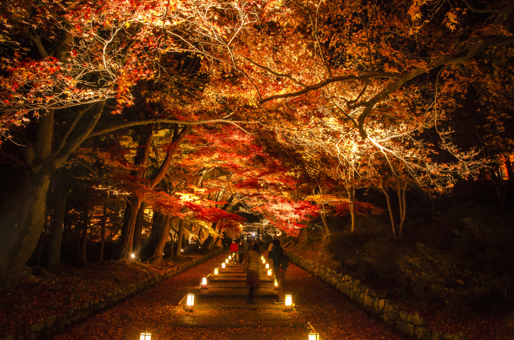 毘沙門堂の紅葉　ライトアップ　1