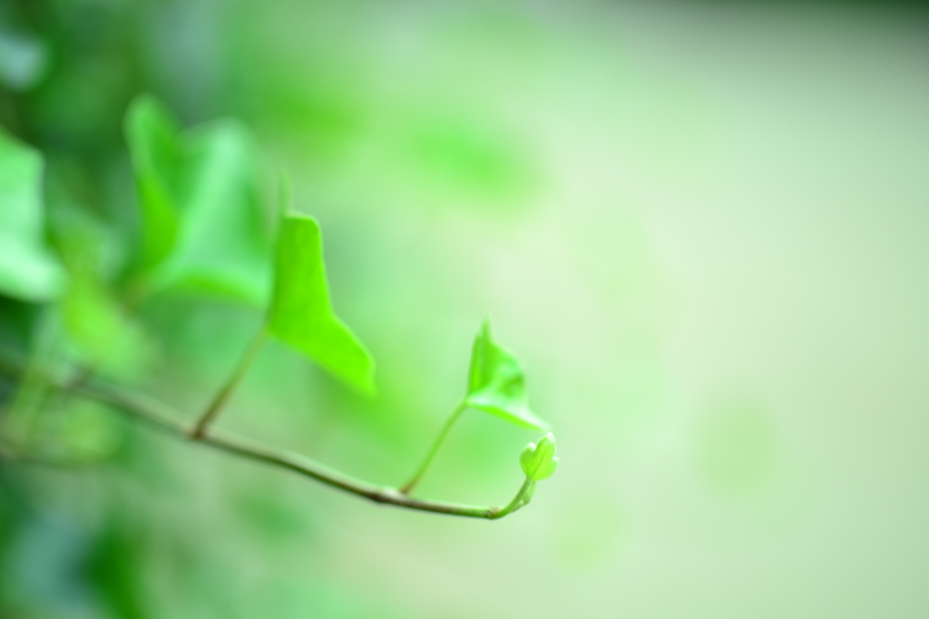 植物園にて　若いの