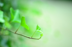 植物園にて　若いの