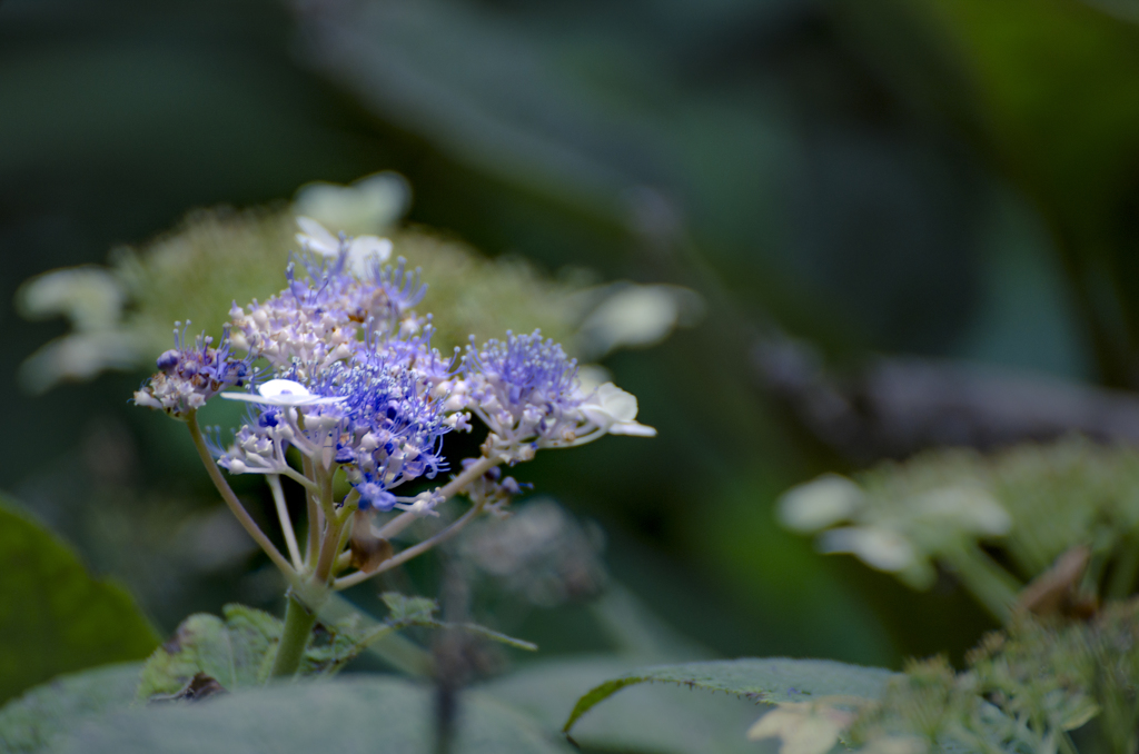 紫陽花