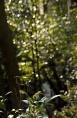 キラキラひかる