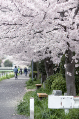 桜舞い散る道