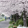 桜舞い散る道
