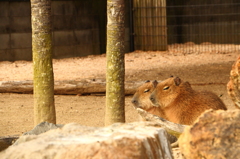 まぶたがおちそう。。