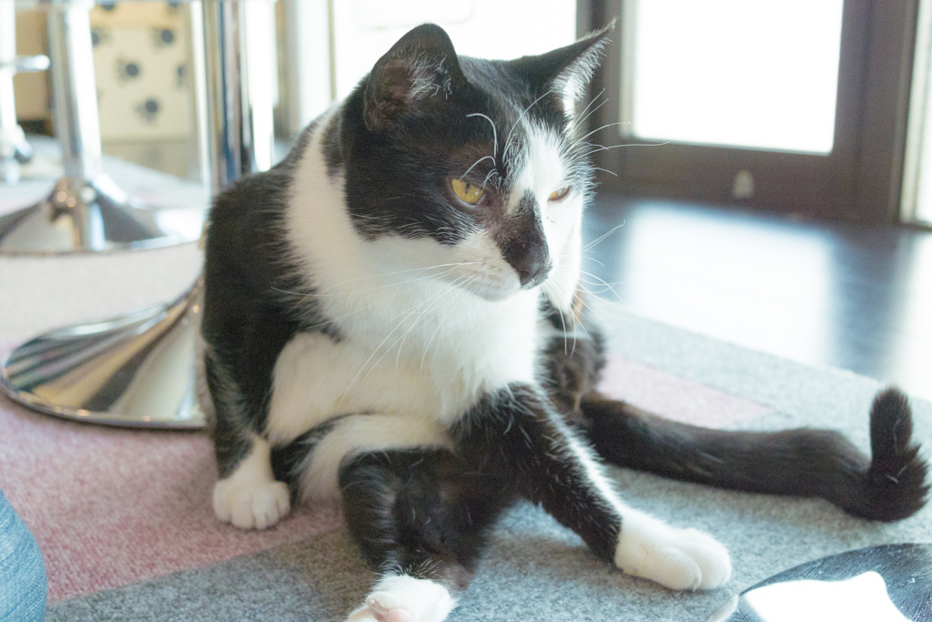 セクシー・キャット