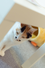どちらさま？