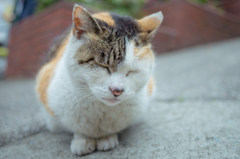 眠いのね…