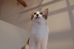 猫たん。