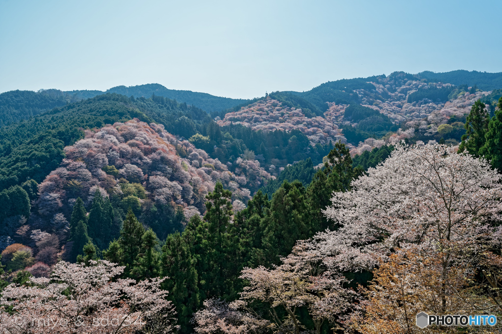 吉野山 一目千本。