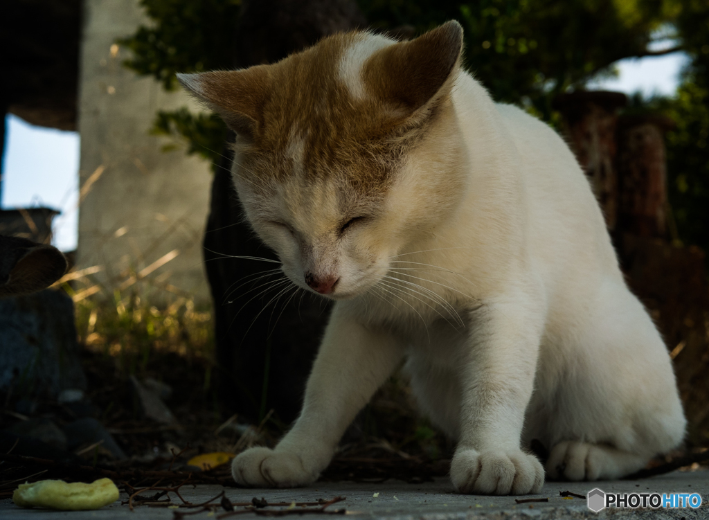 さなぎ島にて (むにゃむにゃ。。もう食べれません。。。ZzZzZz)