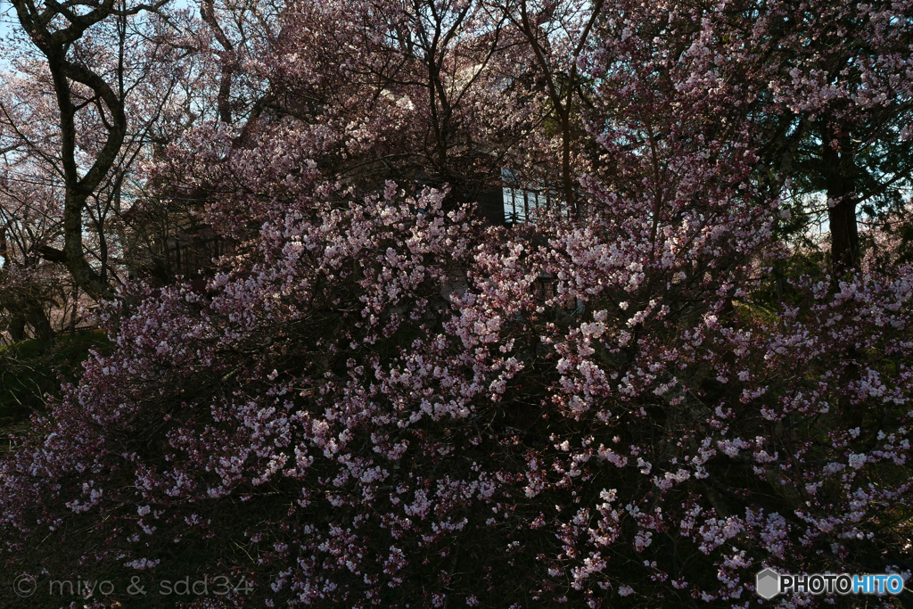 高遠閣辺りの桜花