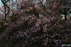 高遠閣辺りの桜花