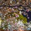 今年の花は、なんだったんだ...