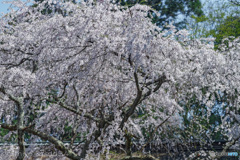吉野水分神社の枝垂れ桜