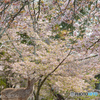 鹿のお花見
