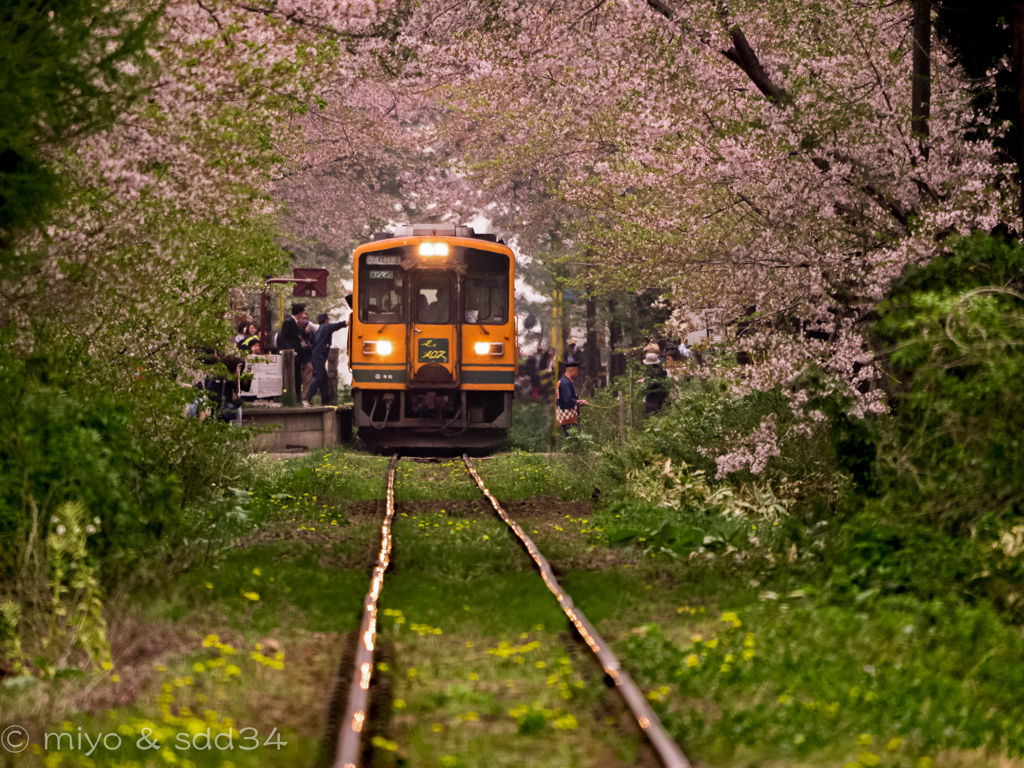 津軽鉄道 芦野公園駅にて。(あんずましの景色で、わはどってんこぐ。)