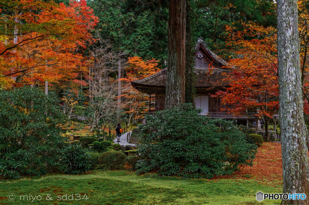 大原三千院（往生極楽院・有清園）