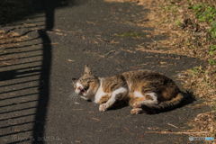 ねこがわらつてねていました。