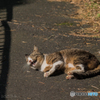 ねこがわらつてねていました。