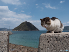 ウヒーッ。だんな、もう食べれません。もう飛べません。。。猛烈に眠いです。