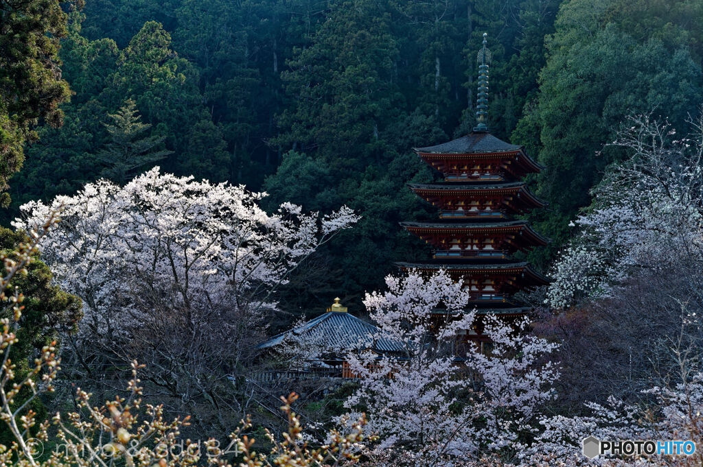 奈良 長谷寺