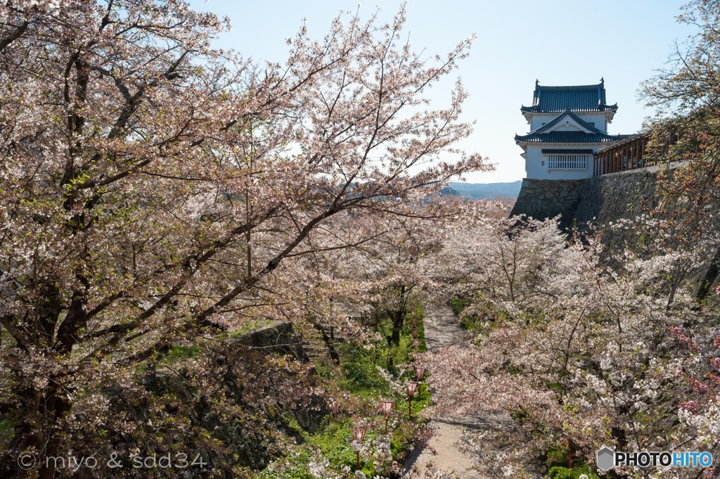 津山城の桜