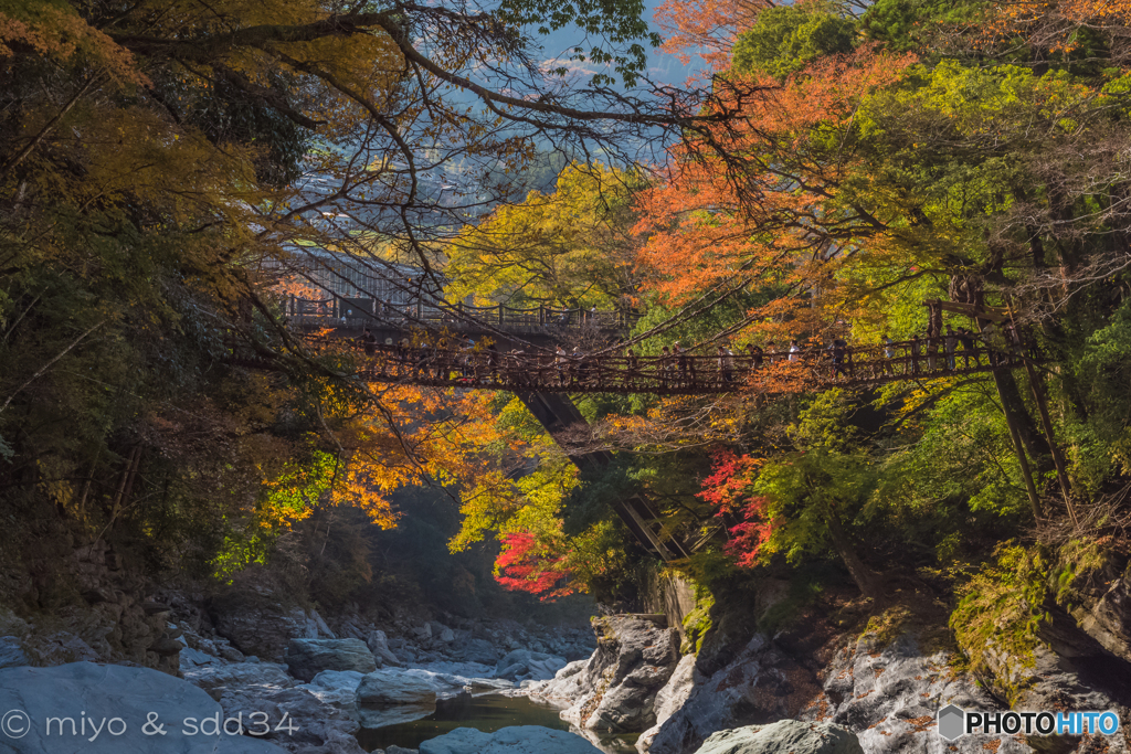 one lovely autumn scene. (かずら橋)