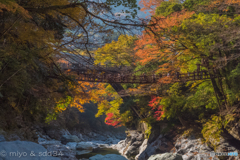 one lovely autumn scene. (かずら橋)